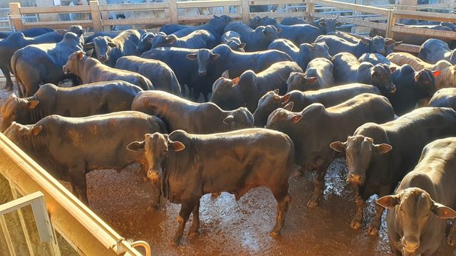 Bovinos Brangus da fazenda Pontinha, no município de Bandeirantes (MS). Foto: Divulgação