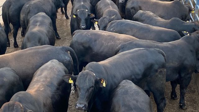 Espetáculo! Boi Angus de sobreano chega a 26@ em Mato Grosso