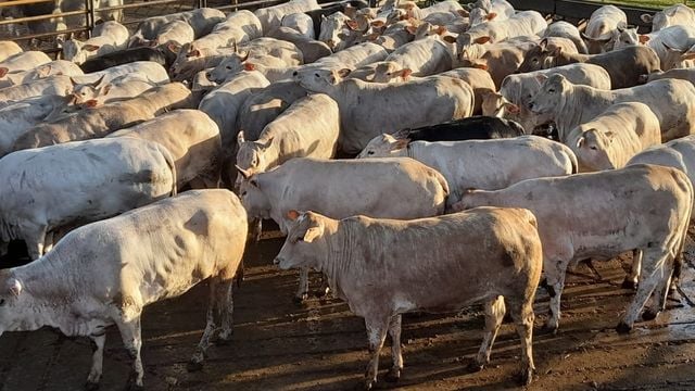 “Perfeição de gado!” Novilha Canchim zero dentes chega a 18@ em MS