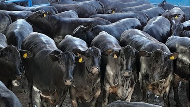 Novilhada faz pose para quadro e garante maior bônus do mercado!