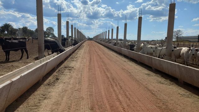 Estrutura de confinamento sendo montada na fazenda. Foto: Rodrigo Fagundes