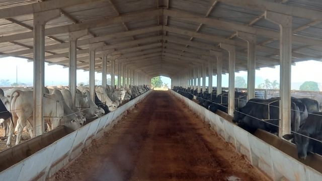 Estrutura de confinamento de pecuarista em Rondônia. Foto: Wagner Alencar