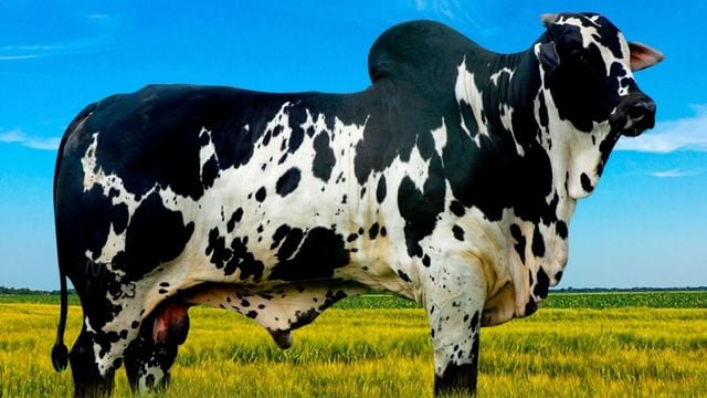 Exemplar de touro Nelore pintado. Foto: Divulgação/Semex