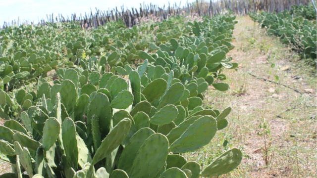 Palma forrageira é boa opção de alimento para vacas Jersey no Nordeste?