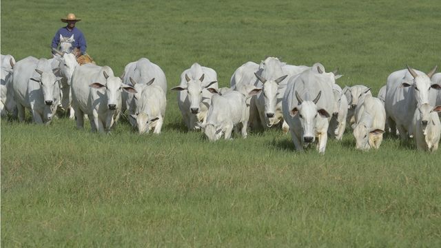 Como fazer o rebanho crescer a uma taxa de 8% por ano?