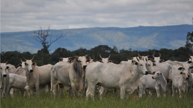 Touro fazendo cobertura de vacas no pasto. Foto: Divulgação