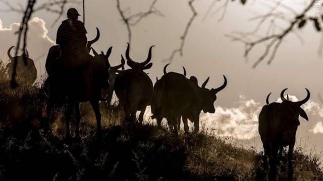 Por trás das lentes: fotógrafo retrata a evolução da pecuária