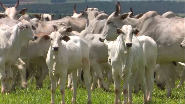 Saiba como técnica alivia a vaca e rende um bezerro 15% mais pesado