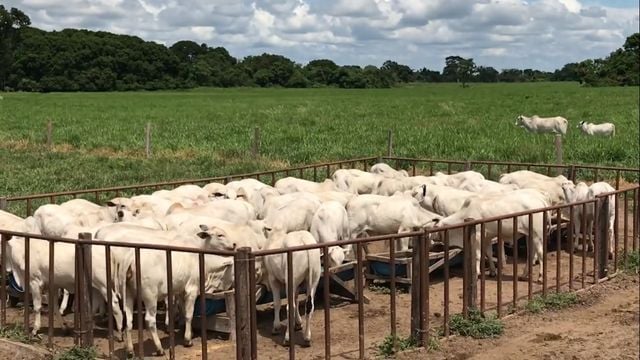 Estrutura de creep feeding para suplementação de bezerros. Foto: Reprodução