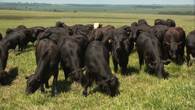 Boi gordo: produção de arroba por hectare quase triplica em 5 anos