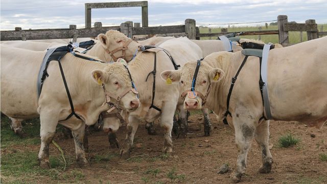 Estudo da Embrapa Pecuárai Sul avalia reprodutores bovinos que recebem a mesma dieta. Foto: Fernando Goss/Embrapa Pecuária Sul