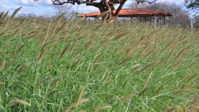 Área de capim buffel falhada? Saiba como corrigir isso