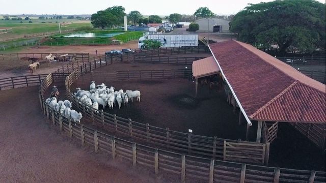 Manejo racional na preparação para o embarque de bovinos para o frigorífico. Foto: Reprodução