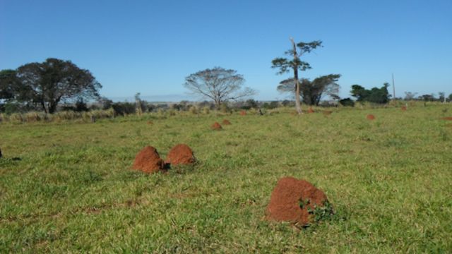 Reforma ou recuperação de pasto? Especialista dá o veredito. Confira