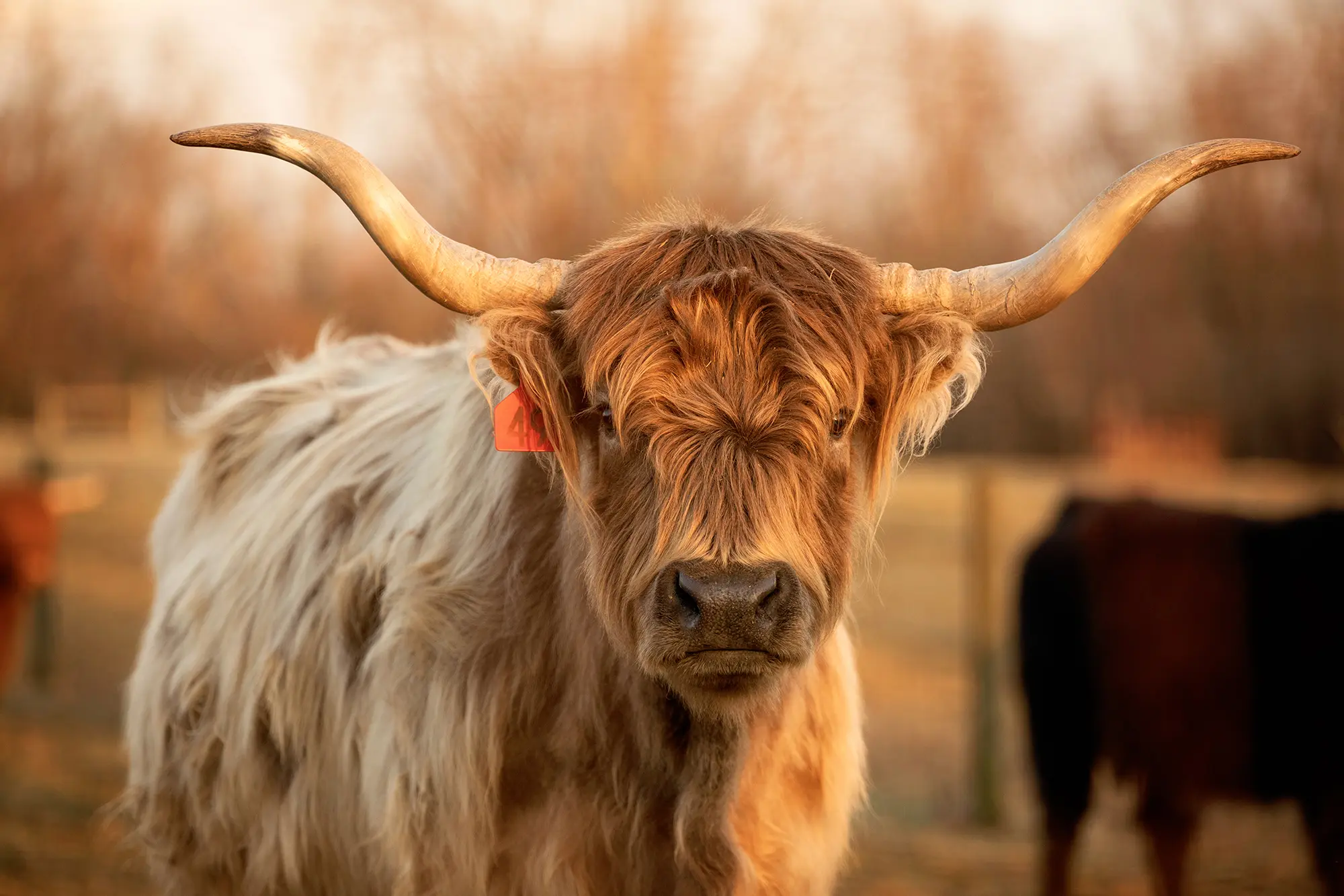 Highland, o bovino mais peludo do mundo