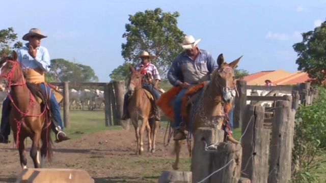 Primeiros socorros: como acudir um acidentado na fazenda