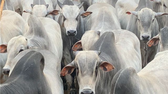 Mais de mil bovinos passam pela “Copa do Nelore” em MT. Confira os vencedores