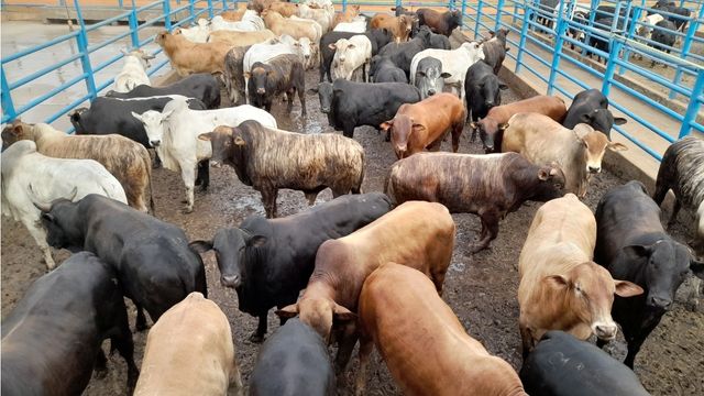 Boi atinge peso surpreendente com engorda rápida no cocho em Goiás