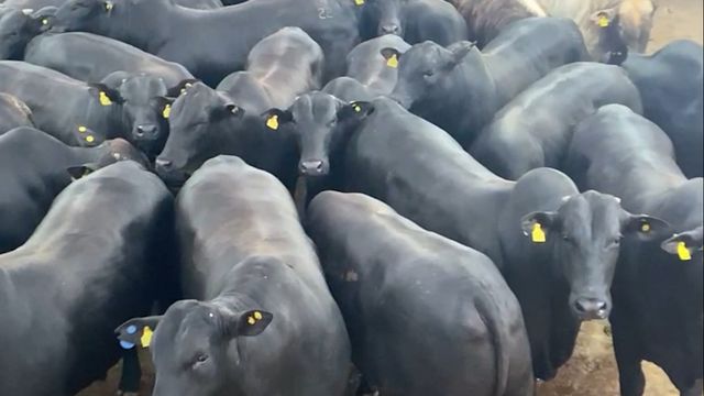 “Excelente mercadoria!” Boiada Angus chega a 25@ em Mato Grosso