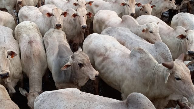 Boiada Nelore castrada ultrapassa 22@ a pasto em MS