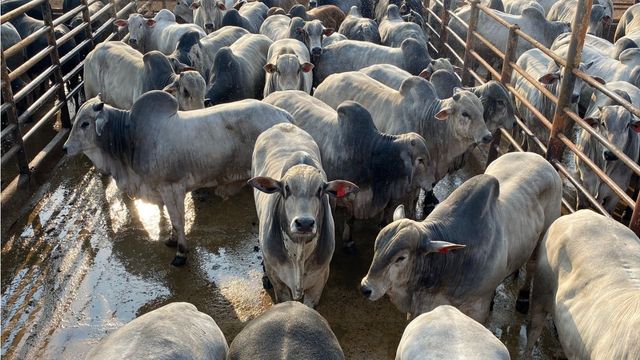 “Boiada raçuda” e bem terminada ultrapassa 23@ em Minas Gerais