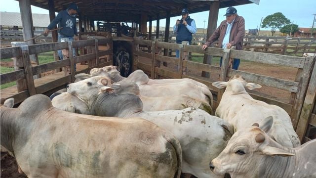 Boi jovem e pesado surpreende na hora do abate em MS  