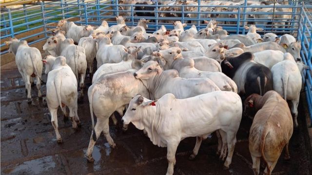 Lotes de garrotes da fazenda Maracangalha, no município de Antonio João (MS). Foto: Divulgação