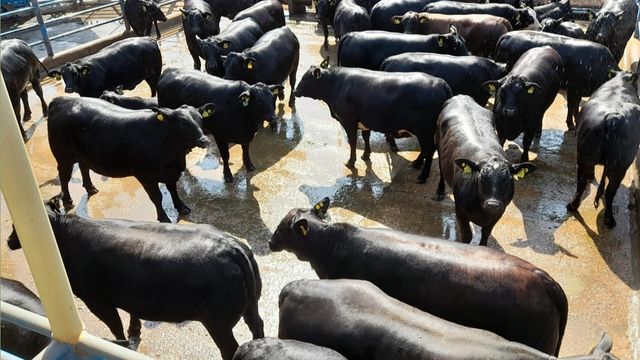 Novilhas Brangus de “tirar o chapéu” dão show de abate em Goiás