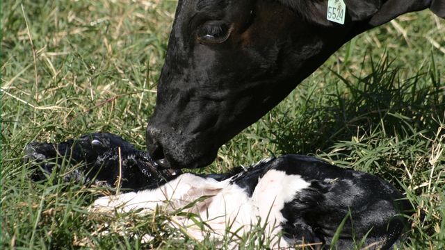 Vaca lambendo bezerro recém-nascido. Foto: Alcides Okubo Filho/Embrapa Gado de Leite