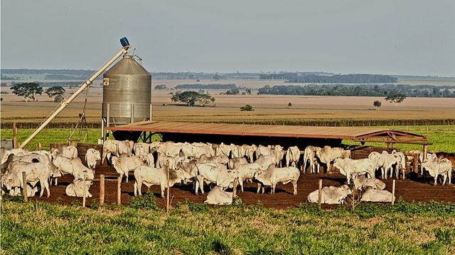 Boi gordo: quem disse ser impossível lucrar R$ 9 mil por hectare ao ano? Saiba como