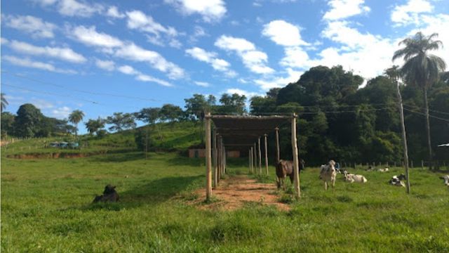 Boi na sombra engorda mais 140 gramas por dia! Saiba o porquê disso