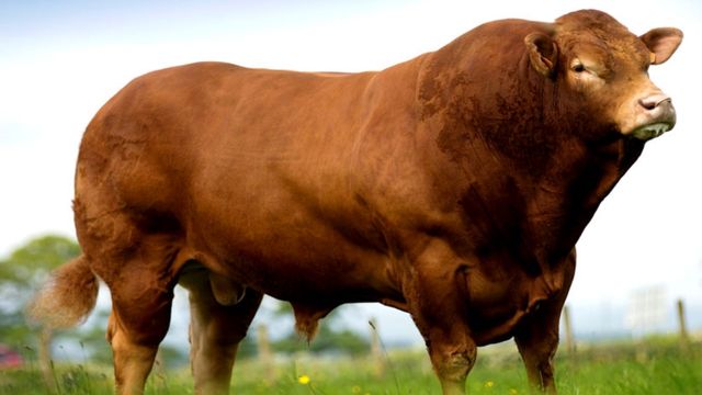 Limousin x Jersey: inseminação pode dar problemas de parto?