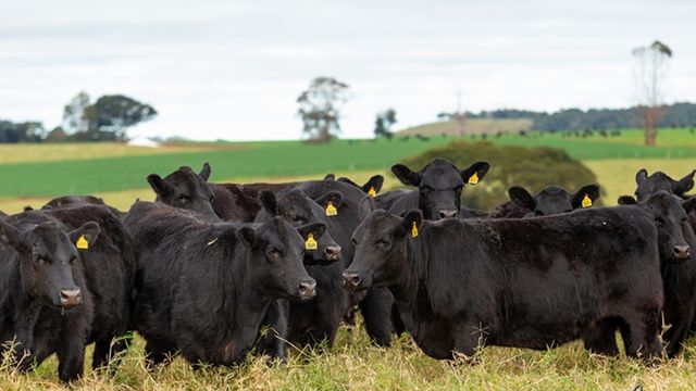 Vacas Angus de dez anos não voltaram ao cio. O que pode ser?