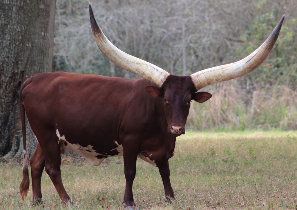 Características da raça Watusi