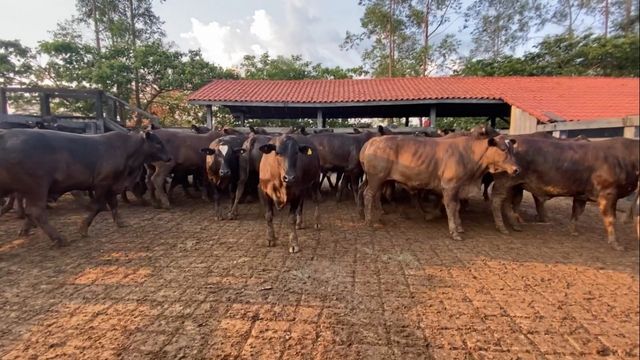 Lote de bovinos castrados ao nascimento. Foto: Reprodução