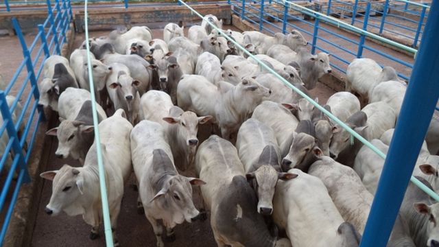 Pecuaristas tradicionais de MT abatem boi de 22 meses com 23@ de peso