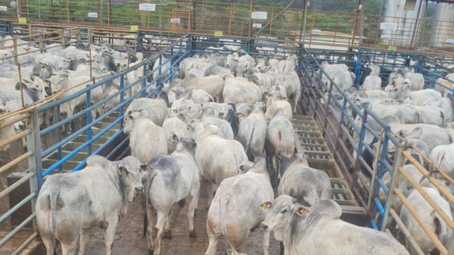 Conheça os campeões da Copa Mundial do Nelore em Minas Gerais