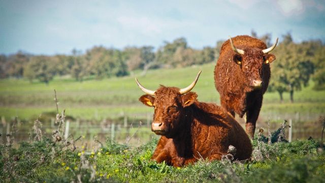 Vacas Salers em área de pastagem