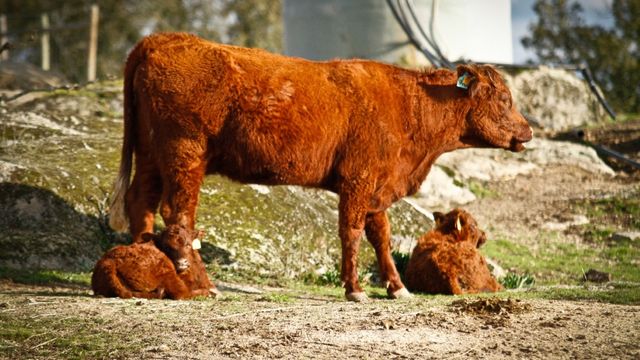 Vaca francesa Salers com crias ao pé.