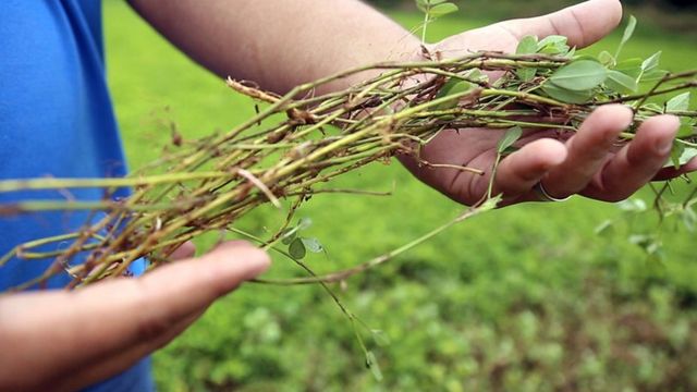 Conheça a leguminosa que fornece 29% de proteína e põe 150 kg de nitrogênio no solo!