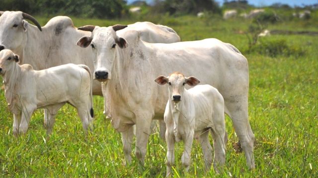 Vaca e bezerro em área de pasto. Foto: Reprodução