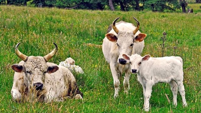 Exemplares de bovinos selvagens da raça Chillingham. Fotos: chillinghamwildcattle.com