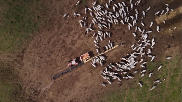 Pecuária é realmente mais segura do que agricultura?