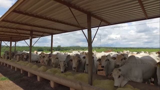 Cocho coberto. Foto: Divulgação