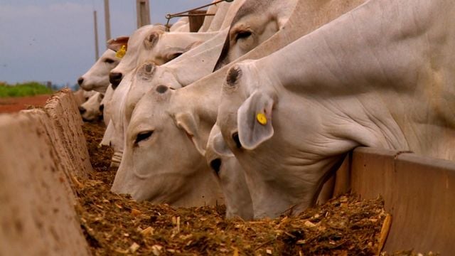 Quanto se pode substituir o milho pela aveia na ração do gado?