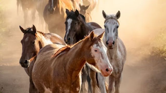 Tropa de cavalos. Foto: Zzn Peres