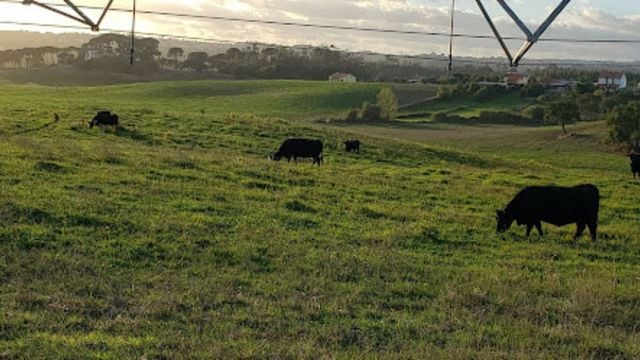 Pecuarista pode ganhar 5x mais com bem-estar animal. Saiba o porquê disso