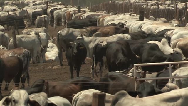 Confinamento pode sanar problemas de sodomia com o gado?