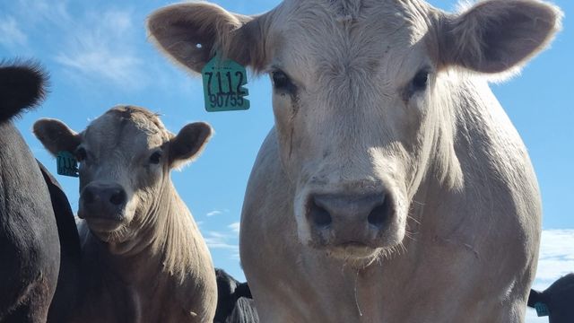 Detalhe de bovinos de corte em confinamentos nos Estados Unidos. Foto: Divulgação