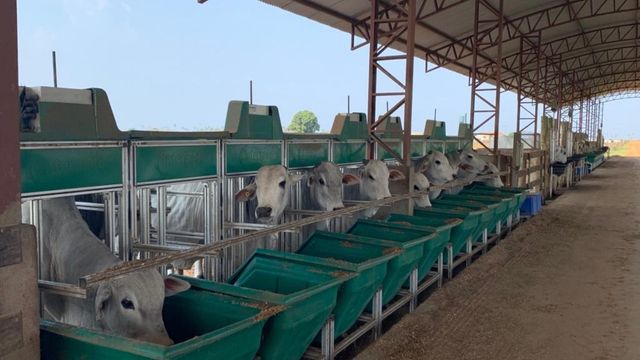 Bovinos avaliados em testes de eficiência alimentar. Foto: Divulgação/GA+Intergado